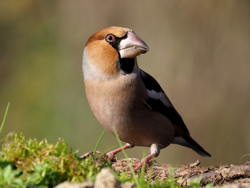 Frosone (Coccothraustes coccothraustes)